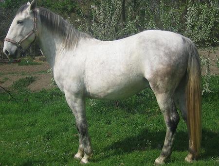 Gelding lipizzano