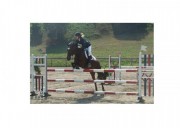 Vendo Pony per Salto ostacoli