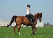 Fattrice Belga
