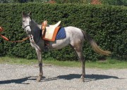 Puledra Psa del 2008 vendesi