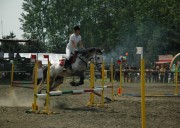 Vendita cavallo castrone del 2004