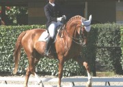 Lezioni di Dressage