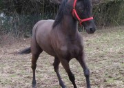 Cavallo Anglo-Arabo-Sardo (AAS) castrone morello