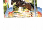 Pony in vendita
