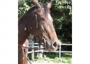 Vendo Cavalla Appaloosa Di 9 Anni Per Monta Western