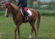 Vendo doppio pony