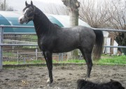 Splendido stallone Arabo
