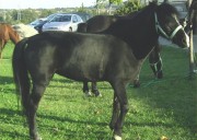 pony Butter