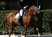 Lezioni di Dressage