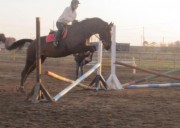 cavallo per scuola/passeggiate