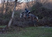 Puledro da salto ostacoli