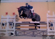 Vendo cavallo Hannover