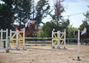 Offro mezza fida cavallo a Roma zona prati
