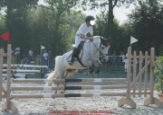 pony da salto,  anni, grigio, esperto x concorsi, maestro x giovanissimo cavaliere,