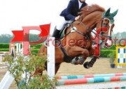 Cerco lavoro come groom/cavaliere
