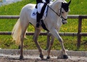 Vendesi Cavallo Selle Francais da completo