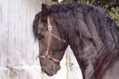 Approvazione stalloni  Friesian Horse