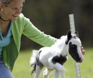 Einstein batte ogni record: è lui il cavallo più piccolo del mondo!!!