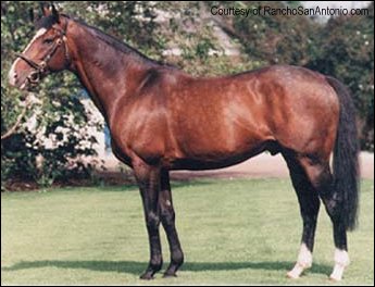 Addio a Sadler’s Wells, re del galoppo