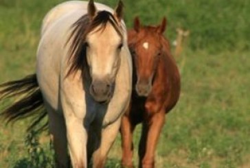 Veterinaria: perfetta sintonia tra FISE e FEI