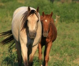 Veterinaria: perfetta sintonia tra FISE e FEI