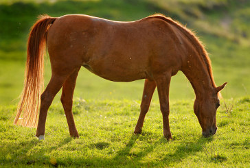 Sardegna: allevamento cavallo in profonda crisi