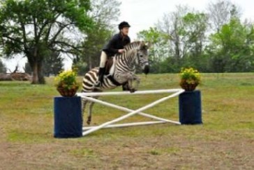 Zack, la zebra che salta