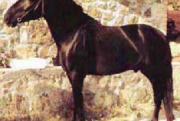 Il cavallo Monterufolino è a rischio estinzione