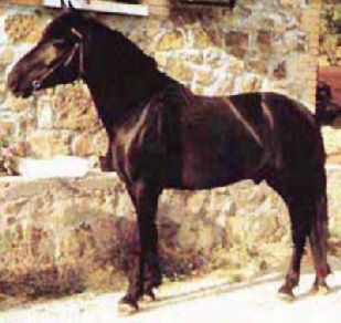 Il cavallo Monterufolino è a rischio estinzione