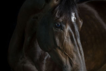 L’incuria del cavallo equivale al maltrattamento