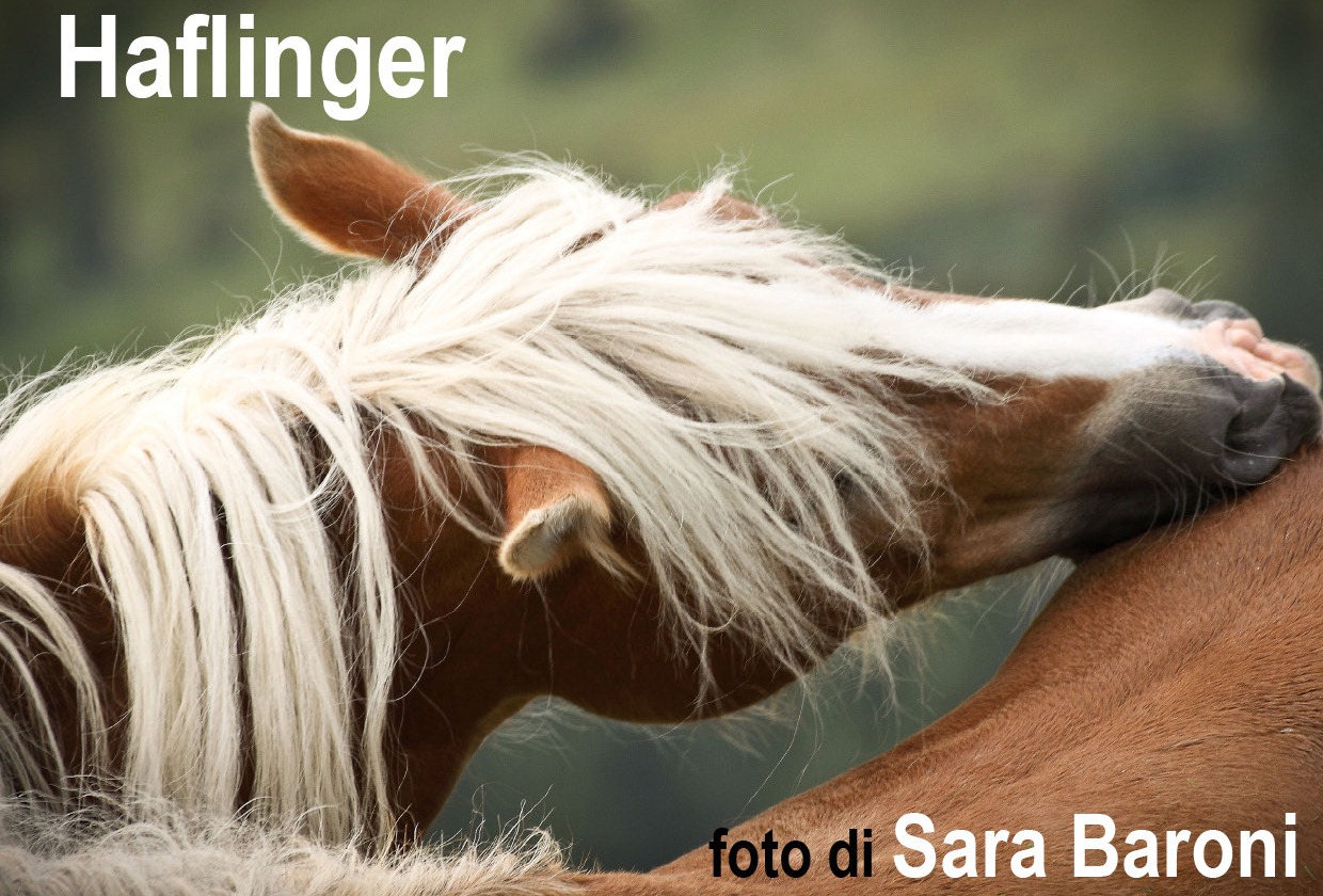 Cavalia in un click…il cavallo Haflinger nello sport