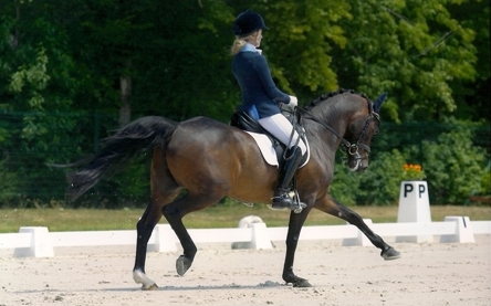 Dressage, Europei pony Jaszkowo: buone prove per Marconi e Remold