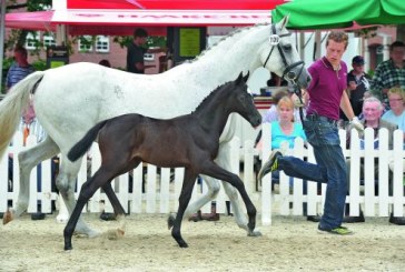 Appuntamento con il cavallo dei tuoi sogni all’asta Oldenburg