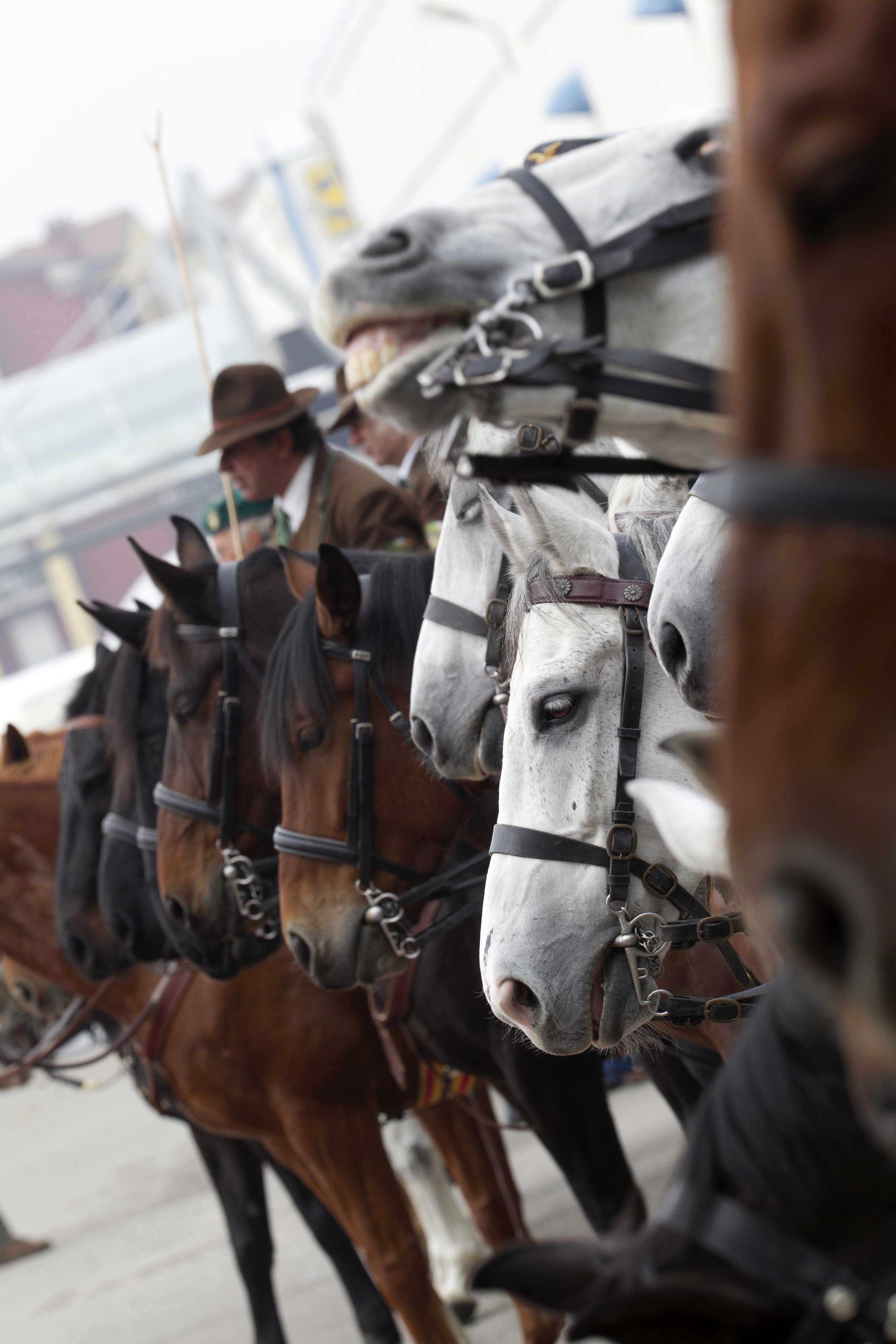 Fiera Cavalli Verona – Un percorso territoriale: dal cavallo alla cultura contadina