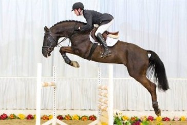 L’allevamento del Chirone top price alle aste Hannover