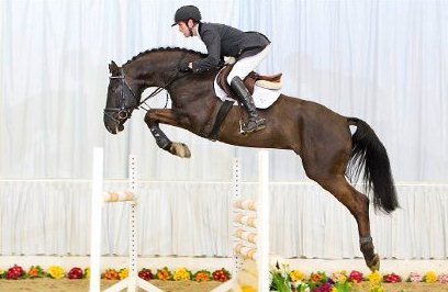 L’allevamento del Chirone top price alle aste Hannover