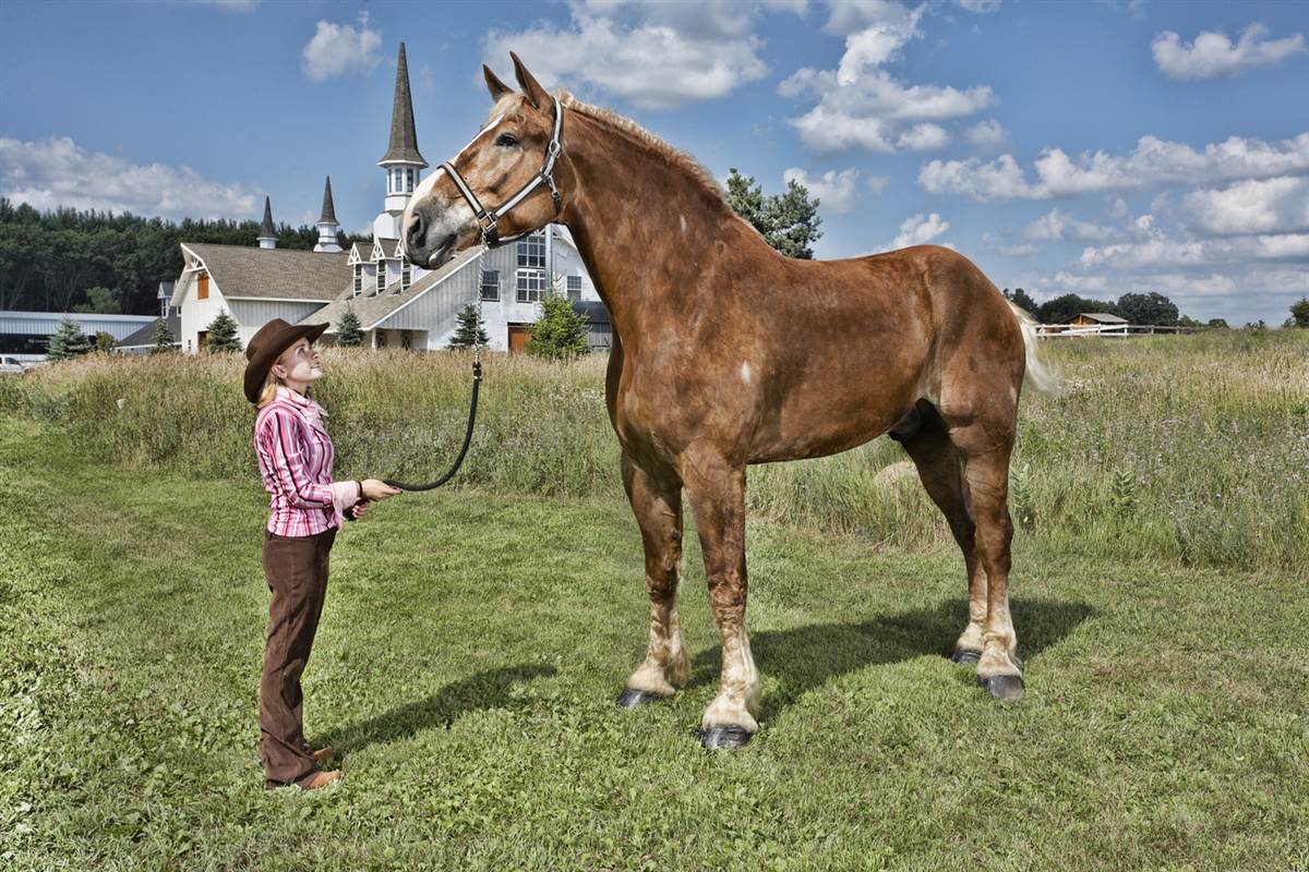 Guinness World Record, è Big Jake il cavallo più grande