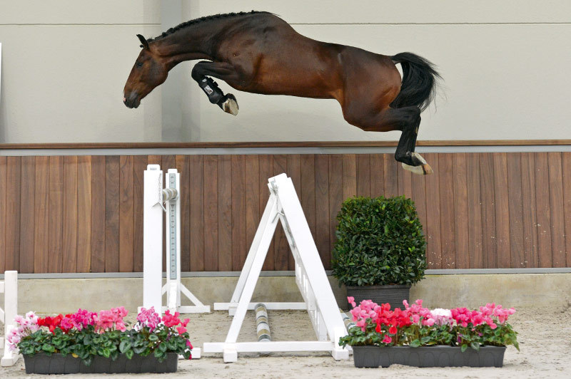 Asta Woodland’s International: aggiudicati il cavallo del futuro