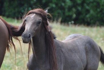 Un cavallo di rara intelligenza (video)