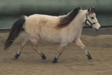 Pony ballerino, guardate il video