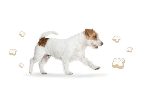 Jack Russell i compagni dei cavalli e dei loro padroni