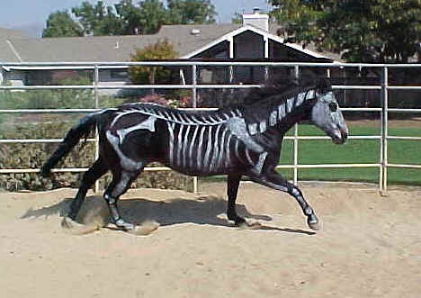 Halloween al maneggio tra pony e zucche