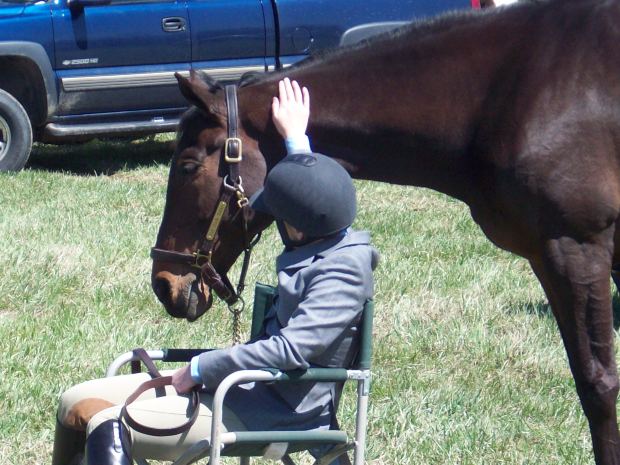 Cavallo, animale d’affezione