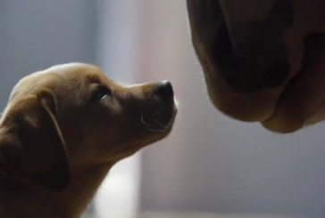 Un cucciolo e un cavallo: così la Budweiser ci commuove