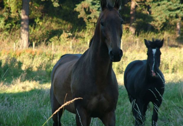 Game Fair sbarca a Tarquinia