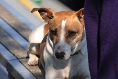 I maltrattamenti subiti da un cane provocano un insurrezione generale al concorso di Cattolica