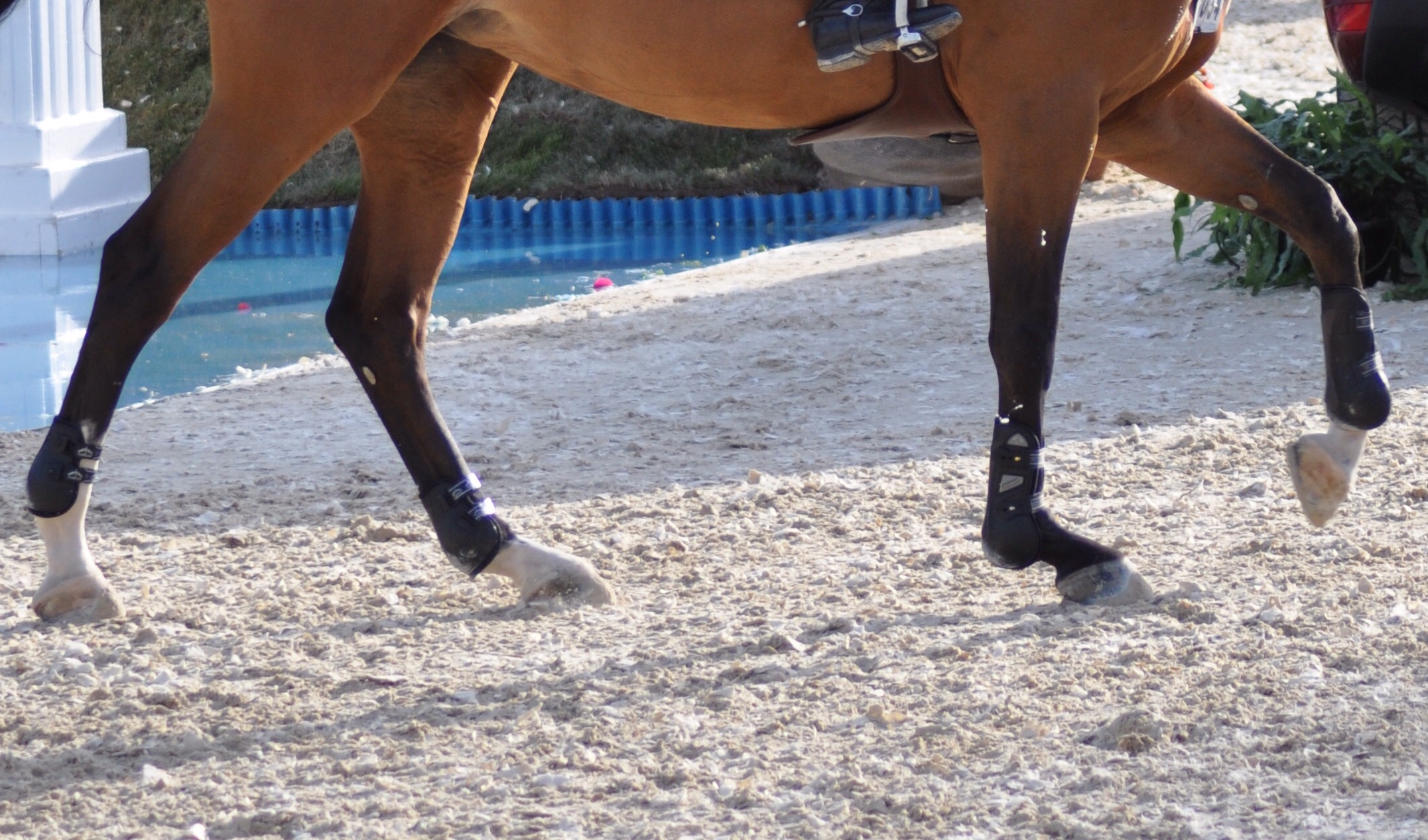 Children azzurri fortissimi allo Csio di Wierden che vince il Gran Premio grazie a Milla Lou Jany Polizzi