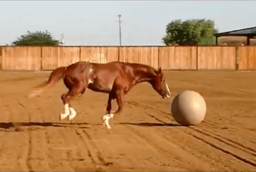 Un cavallo si dà al calcio, guardate il video