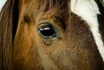I cavalli comprendono le nostre emozioni? Sì, anche attraverso una fotografia