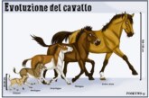 Chi era l’Eohippus, l’antenato del cavallo